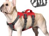 a dog that is wearing a harness on it ' s back