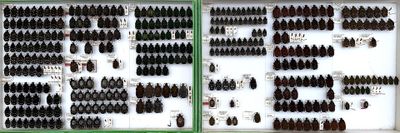 many bottles of wine on display in a green case