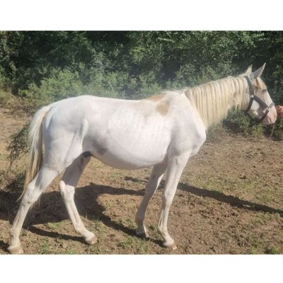 un cheval blanc qui se tient debout dans la terre