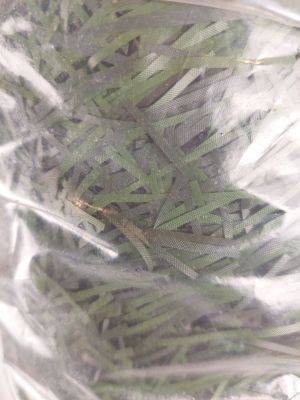 un gros plan sur un bouquet d'herbe dans un sac en plastique