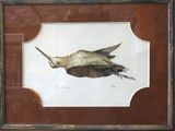 a picture of a bird that is flying in the air