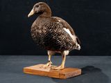 un canard debout sur une plate-forme en bois