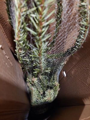 Jeune conifère vivant - Sapin ou Épicéa - 9.2kg - Sous filet…