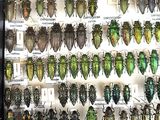a lot of beetles that are on display in a glass case