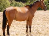 un cheval brun dans un champ, avec des arbres en arrière-plan