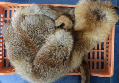 two puppies in a plastic basket on the floor