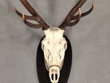 two deer heads mounted on a wall with antlers on them