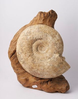 fossilized shell on a piece of wood on a white background