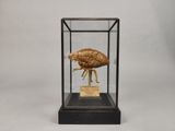 une image représentant un insecte dans une vitrine, sur fond blanc