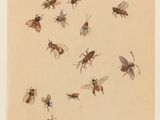 un dessin représentant un groupe de mouches sur une feuille de papier