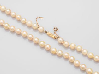 a single strand of pearl beads with a gold clasp