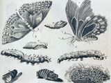 un dessin représentant un papillon, une chenille et d'autres insectes