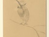 dessin au crayon représentant un oiseau perché sur une branche d'arbre