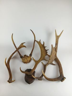 trois têtes d'antilope sont représentées sur fond blanc