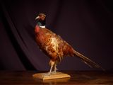 un oiseau posé sur une table en bois