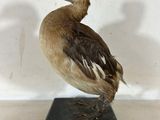 un petit oiseau posé sur un socle noir
