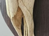 a picture of a cow skull mounted on a wall