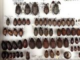 a lot of bugs that are on display in a glass case