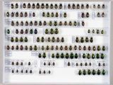 de nombreux coléoptères exposés dans un cadre blanc
