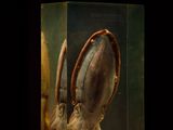 une boîte en verre contenant l'image d'un calmar
