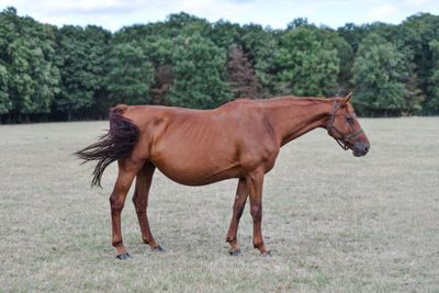 a brown horse that is standing in a field