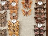 a lot of moths on display in a wooden frame