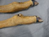two dogs paws that are laying down on a blanket