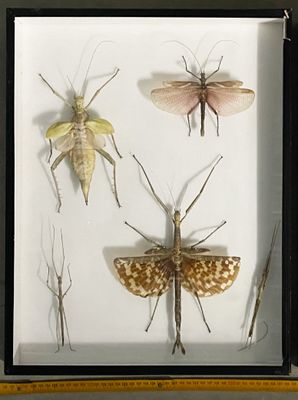 a picture of a picture of insects in a frame
