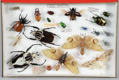 de nombreux types d'insectes différents dans une vitrine