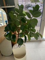 VENTE JUDICIAIRE : MAGASIN D'OPTIQUE : La vente n'est pas en live