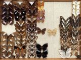 many different types of butterflies displayed in a wooden frame