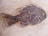 a fossil fish on a rock in a cave