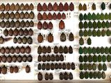 a lot of beetles that are on display in a glass case