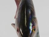 a fish figurine sitting on top of a glass base