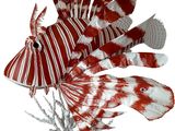 deux poissons rouges et blancs sur un fond noir orné de corail