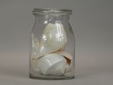 a glass jar with shells in it on a table