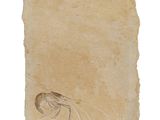 fossil of a shrimp on a piece of paper on a white surface