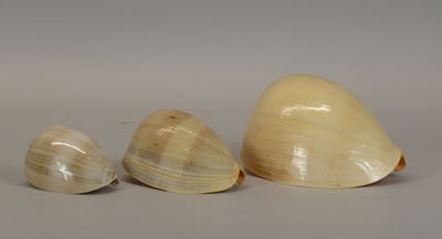 three shells sitting on top of a white surface next to each other