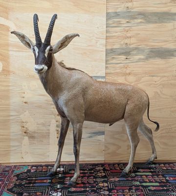 une antilope empaillée posée sur un tapis devant un mur en bois