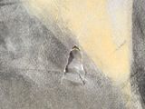 un dessin représentant un oiseau perché sur un rocher