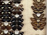 many different types of butterflies displayed in a display case