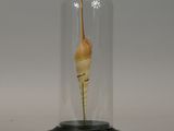 a glass bellow with a flower inside of it