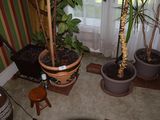 de nombreuses plantes en pot dans un coin de la pièce