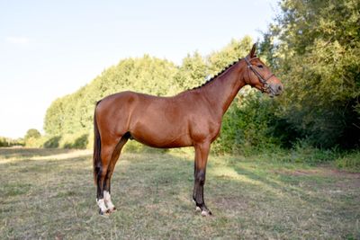 a brown horse standing in a field with trees in the background