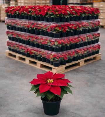 red poinsettia in a plastic container on a pallet in a warehouse