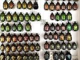a lot of beetles that are on display in a box