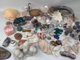 beaucoup de coquillages et d'autres objets qui se trouvent sur la table