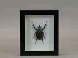 a close up of a bug in a black frame on a white background