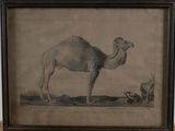 an old picture of a camel standing in a field with a bird