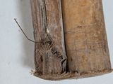a piece of wood with a piece of wood sticking out of it